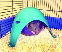 LIXIT CRITTER SPACE POD - LARGE
