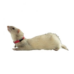 MARSHALL PET PRODUCTS RED BELL COLLAR UPC 766501000146