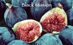 Italian 'Black Mission Fig' Aged Dark Balsamic Condimento