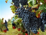 Lambrusco 'Vinoso' Barrel Aged Red Wine Vinegar