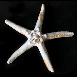 Starfish Ceramic Medium - Natural White ..