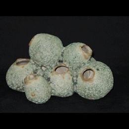 Moss Cluster Coral Vase 8x10x5"..