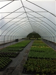 freestanding greenhouse