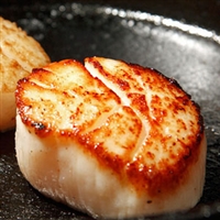 Scallops - Diver