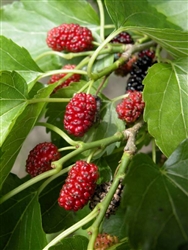 Red Mulberry