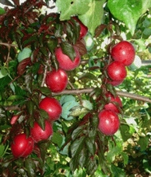 Georgia Red Plum