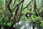 Bald Cypress