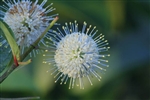 Buttonbush - 1 Gal (1-3') ($8)