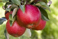 Arkansas Black Apple