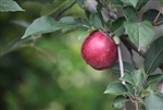 Common Apple