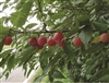 American Plum