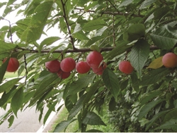 American Plum