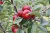 Liberty Apple