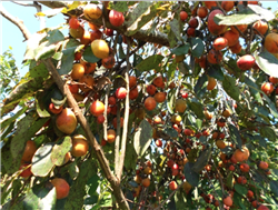 Grafted Common Persimmon