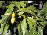 Swamp Chestnut Oak