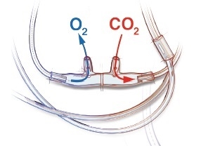 Nomoline Dual Function Oxygen Delivery and CO2 Sampling Nasal Cannula