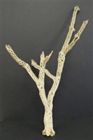 Sandblasted Cholla Branch, 18"-24"