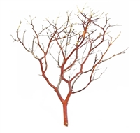 14 inch manzanita branch