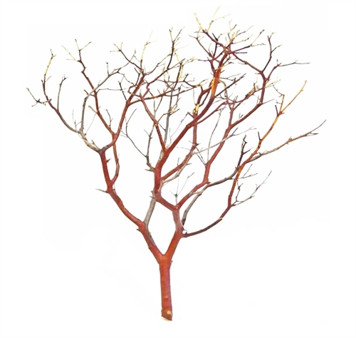 Sandblasted Manzanita Centerpiece Branches, 18 inches tall: Blooms and  Branches - Decorative branches and manzanita!