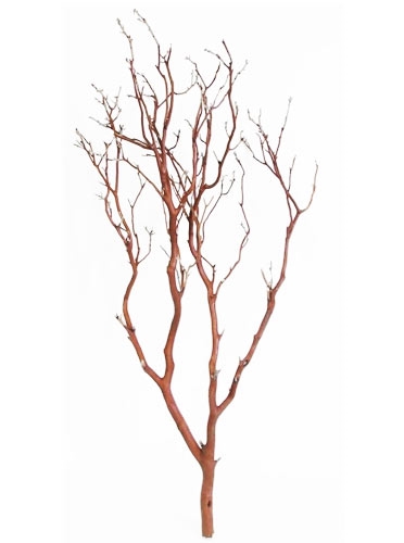 Chaparral Manzanita Branch, 18" Tall