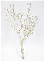 Sandblasted Manzanita Branches 18" tall