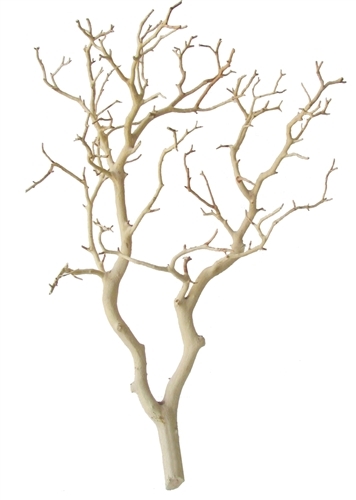 Sandblasted Manzanita Branches, 24" tall