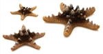 Natural Sea Star Set BiOrb