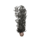 Wholesale BiOrb Black Sea Fan Medium