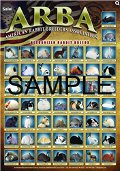 NEW ARBA Color Rabbit Breed Poster