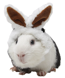 Bunny Ears Head Band for Guinea Pigs