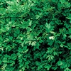 Italian Flat Leaf Organic Parsley Seeds
