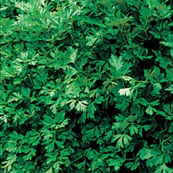 Italian Flat Leaf Organic Parsley Seeds