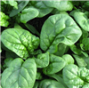 Bloomsdale Non GMO Spinach Seeds