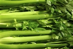 Tendercrisp Celery Seeds Non GMO Heirloom