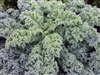 Dwarf Blue Organic Kale Seeds