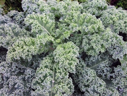 Dwarf Blue Organic Kale Seeds