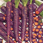 Dragon Purple Carrot Seeds Organic Heirloom