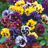 Frilly Pansy Seeds