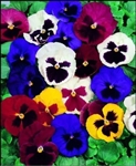 Swiss Giant Pansy Seeds