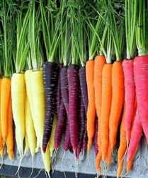 Rainbow Carrot Seeds
