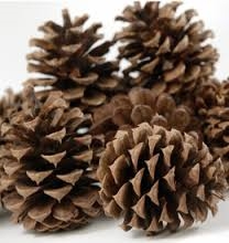 Just Plain Old Pine Cones