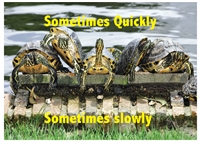 Sometimes Quickly Sometimes Slowly Greeting Card features turtles on a dock