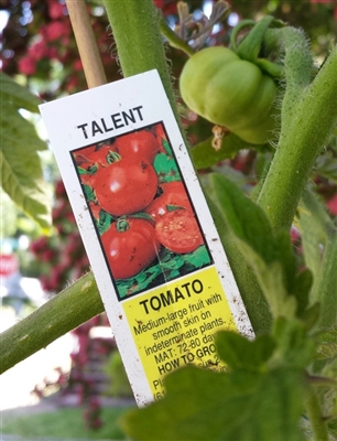 2024 Heirloom Talent Tomato in gallon container