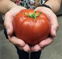 Talent Tomato Seeds