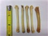 NEW AGE BOTANICA GENUINE COYOTE FOOT BONES SET OF 5 WITH FREE U.S. SHIPPING!