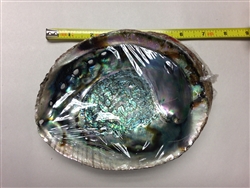 AUTHENTIC LARGE ABALONE SHELL SAGE SMUDGE VESSEL APPROX. 5" X 6"
