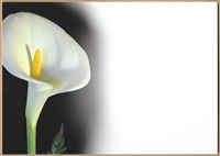 Large Sympathy Card White Calla Lily. 1560051