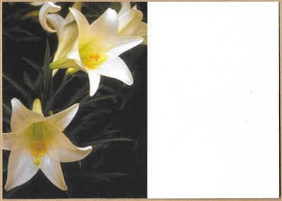 Large Sympathy Card White Lilies. 1560057