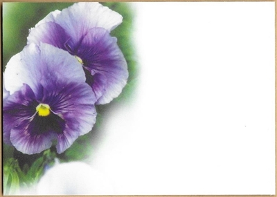 Large Sympathy Card Pansies. 1560060