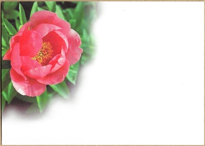 Large Sympathy Card Pink Ranunculus. 1560066